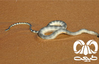 گونه مار دریایی سر کوچک Small -headed Sea Snake